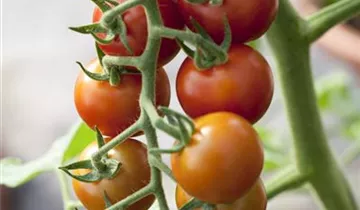 Solanum lycopersicum var. cerasiforme 'Philovita F1'