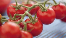 Solanum lycopersicum var. cerasiforme 'Philovita F1'
