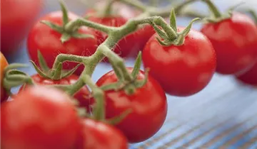 Solanum lycopersicum var. cerasiforme 'Philovita F1'