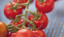 Solanum lycopersicum var. cerasiforme 'Philovita F1'