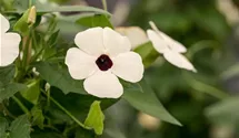 Thunbergia alata 'Sunny Susy® White Halo'(s)