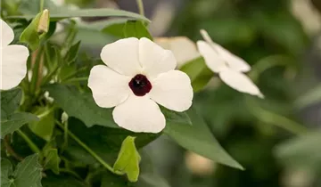 Thunbergia alata 'Sunny Susy® White Halo'(s)