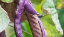 Phaseolus vulgaris var. vulgaris 'Blauhilde'