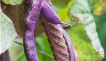 Phaseolus vulgaris var. vulgaris 'Blauhilde'