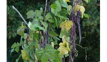 Phaseolus vulgaris var. vulgaris 'Blauhilde'