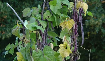 Phaseolus vulgaris var. vulgaris 'Blauhilde'