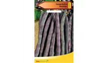 Phaseolus vulgaris var. vulgaris 'Blauhilde'