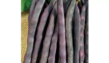 Phaseolus vulgaris var. vulgaris 'Blauhilde'