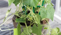 Melothria scabra 'Sandia'