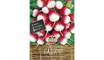 Raphanus sativus var. sativus 'Rundes Halbrot-Halbweiß'