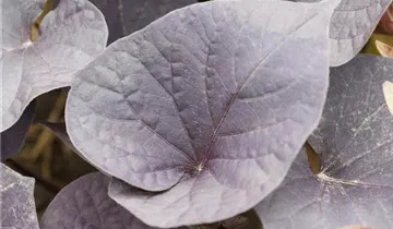 Ipomoea batatas 'Papas® Purple Heart'