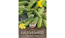 Cucumis sativus 'Conny F1'