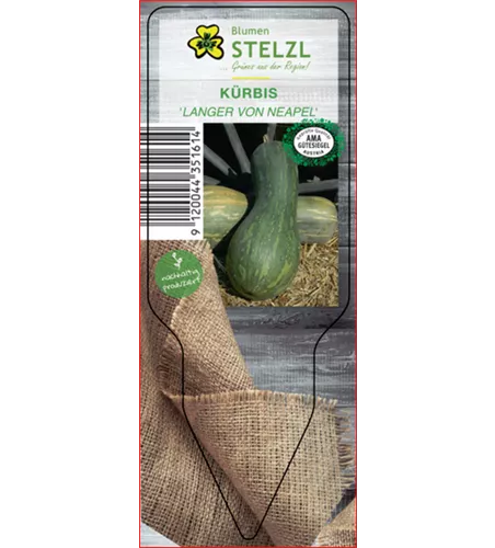 Cucurbita moschata 'Langer von Neapel'