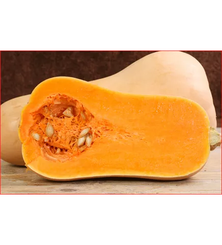 Cucurbita moschata 'Early Butter Nut F1'