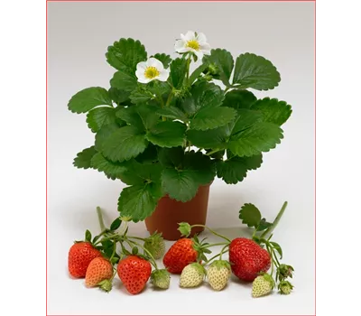 Fragaria x ananassa 'Loran'