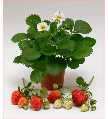 Fragaria x ananassa 'Loran'