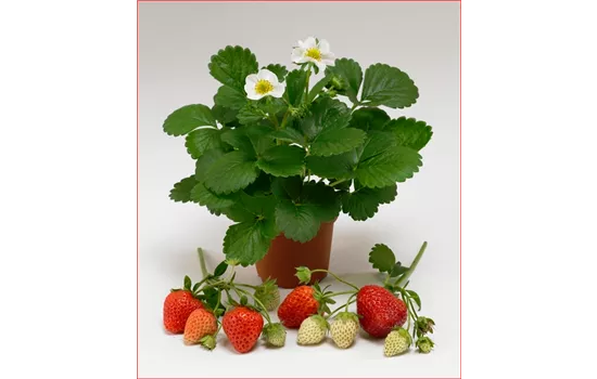 Fragaria x ananassa 'Loran'