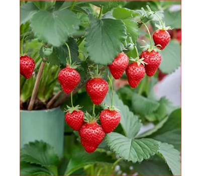 Fragaria x ananassa 'Alexandria'