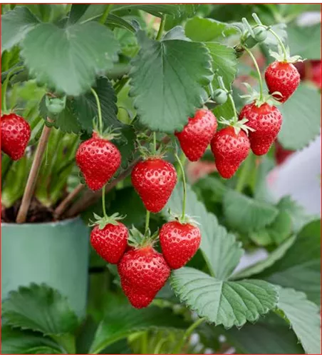 Fragaria x ananassa 'Alexandria' Fragaria x ananassa 'Alexandria'