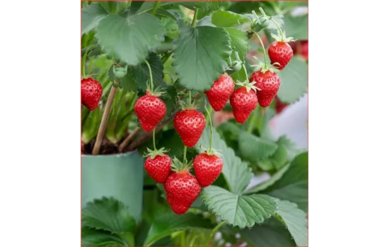 Fragaria x ananassa 'Alexandria'