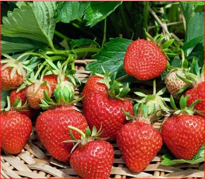 Fragaria 'Cupido'®