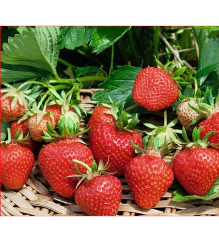 Fragaria 'Cupido'®