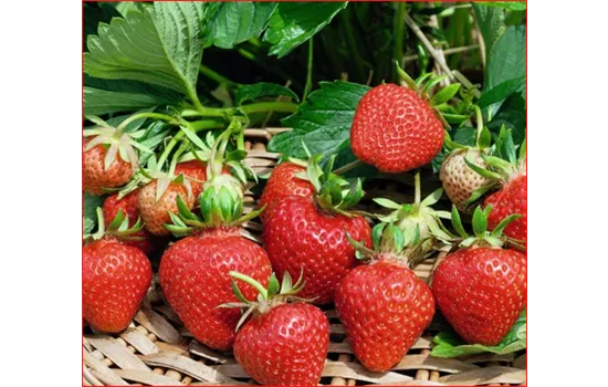 Fragaria 'Cupido'®