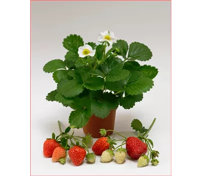Fragaria x ananassa