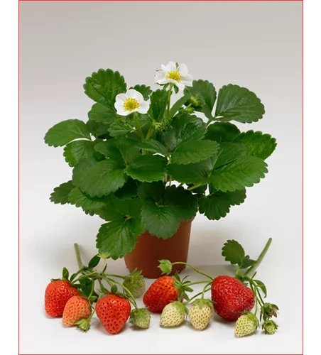 Fragaria x ananassa Fragaria x ananassa