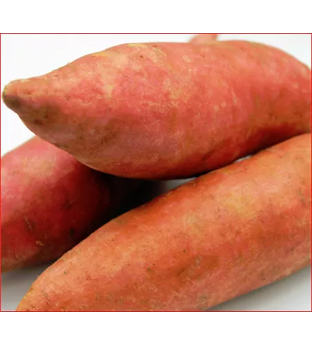 Ipomoea batatas orleans