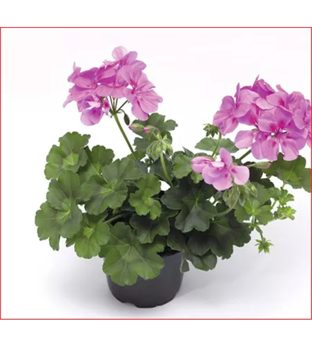 Pelargonium Lila Pelargonium Lila