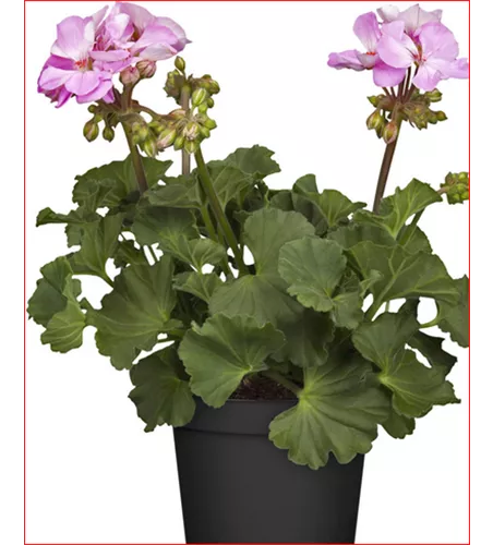 Pelargonium Lila Pelargonium Lila