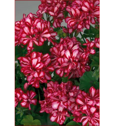 Pelargonium Lollipop Cherry Pelargonium Lollipop Cherry