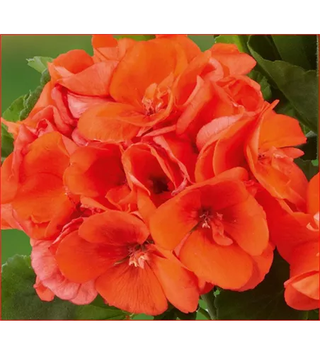 Pelargonium Orange Pelargonium Orange