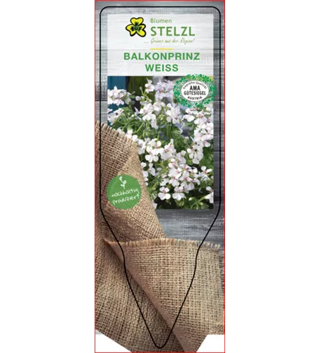 Pelargonium peltatum Weis Pelargonium peltatum Weis