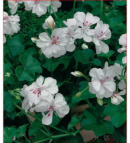 Pelargonium peltatum Weis Pelargonium peltatum Weis