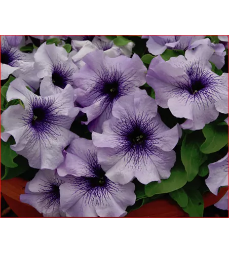 Petunia 'Blue Vein'(s) Petunia 'Blue Vein'(s)