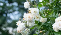 Rosa 'Madame Alfred Carrière'
