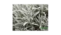 Helichrysum thianshanicum 'Sulphur Light'