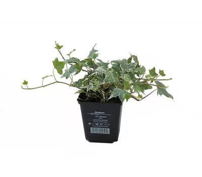 Hedera helix 'Glacier', 12er Set