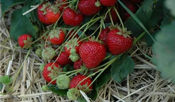 Erdbeere