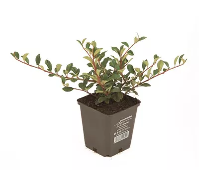 Cotoneaster dam. 'Eichholz', 12er Set