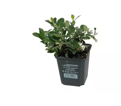 Cotoneaster dam. 'Radicans', 12er Set