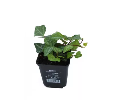 Hedera helix 'Grünpfeil', 12er Set