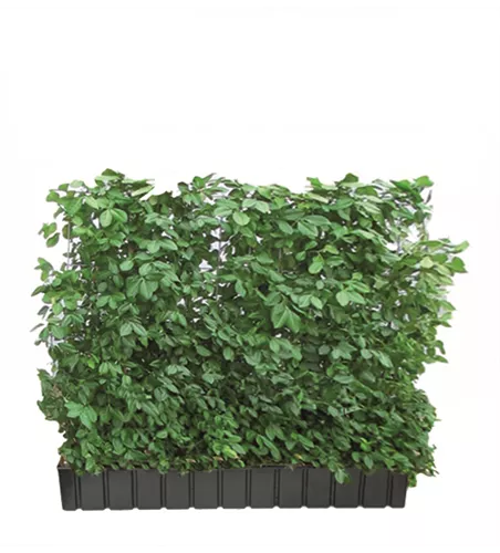 Euonymus fort. 'Coloratus', Hecke am laufenden Meter