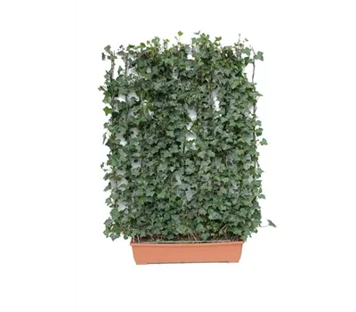 Hedera helix 'Woerneri', Hecke am laufenden Meter