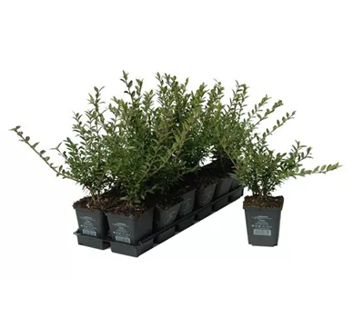 Lonicera nitida, 12er Set