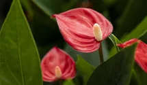 Anthurium x andreanum 'KARMA Million Flowers'