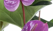 Anthurium x andreanum 'KARMA Purple'