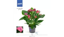 Anthurium x andreanum 'KARMA Purple'
